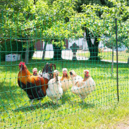 Nicht elektrifizierbares Netz für Hühner